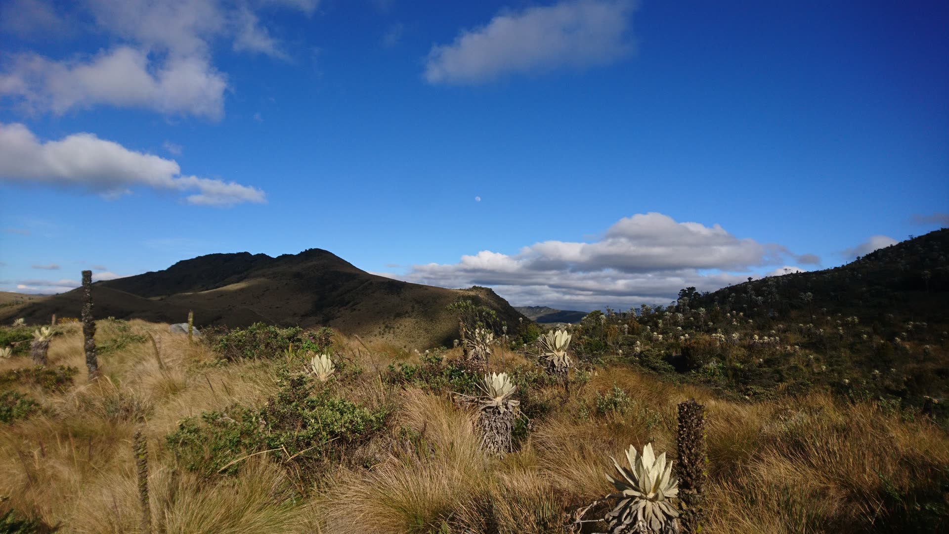 Páramo de Guerrero con frailejones
